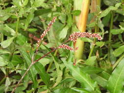 Image of Persicaria ferruginea (Wedd.) Sojak