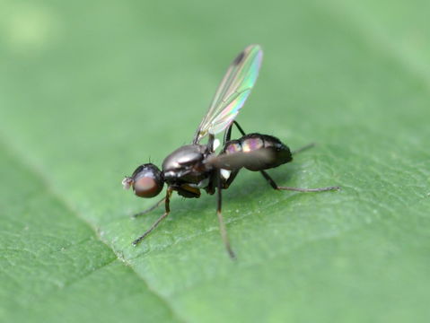 Image of <i>Sepsis fulgens</i> Meigen 1826