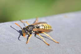 Image of European Paper Wasp