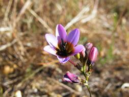 Image of Ixia monadelpha D. Delaroche