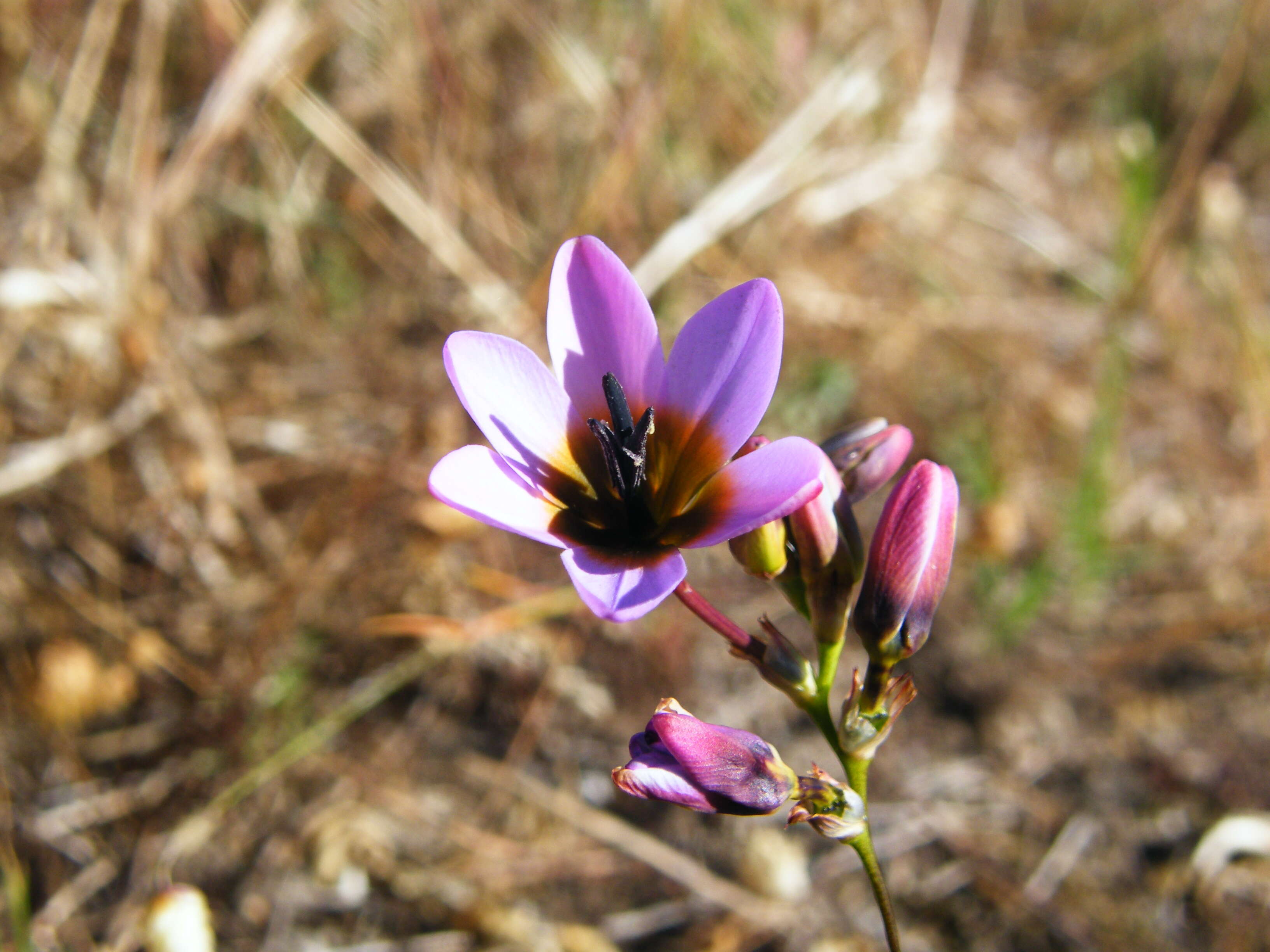 Image of Ixia monadelpha D. Delaroche