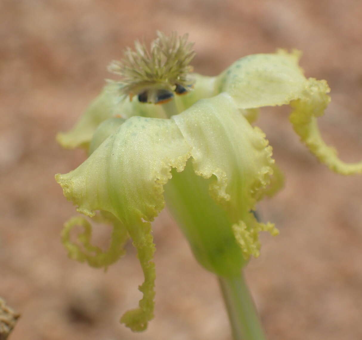 Image of Ferraria macrochlamys (Baker) Goldblatt & J. C. Manning