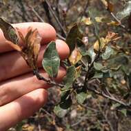 Image of Quercus microphylla Née