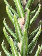 Image of Phylica tortuosa E Mey.