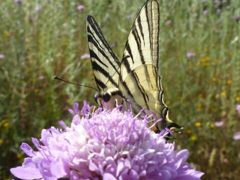 Imagem de Iphiclides