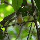 Image of Pygmy Antwren