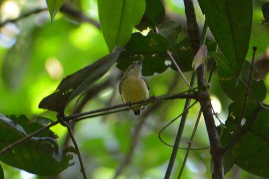 Image of Pygmy Antwren