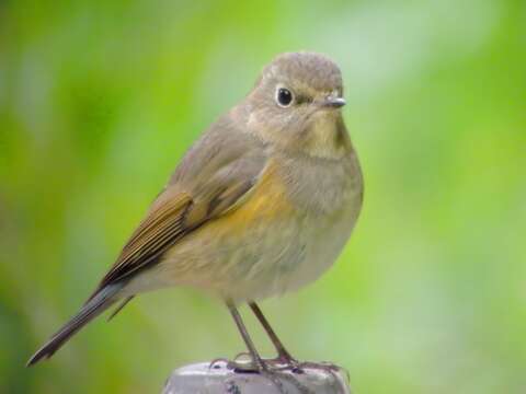 Image of Orange-flanked Bush-Robin