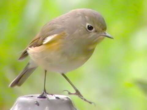 Image of Orange-flanked Bush-Robin