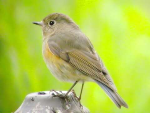 Image of Orange-flanked Bush-Robin