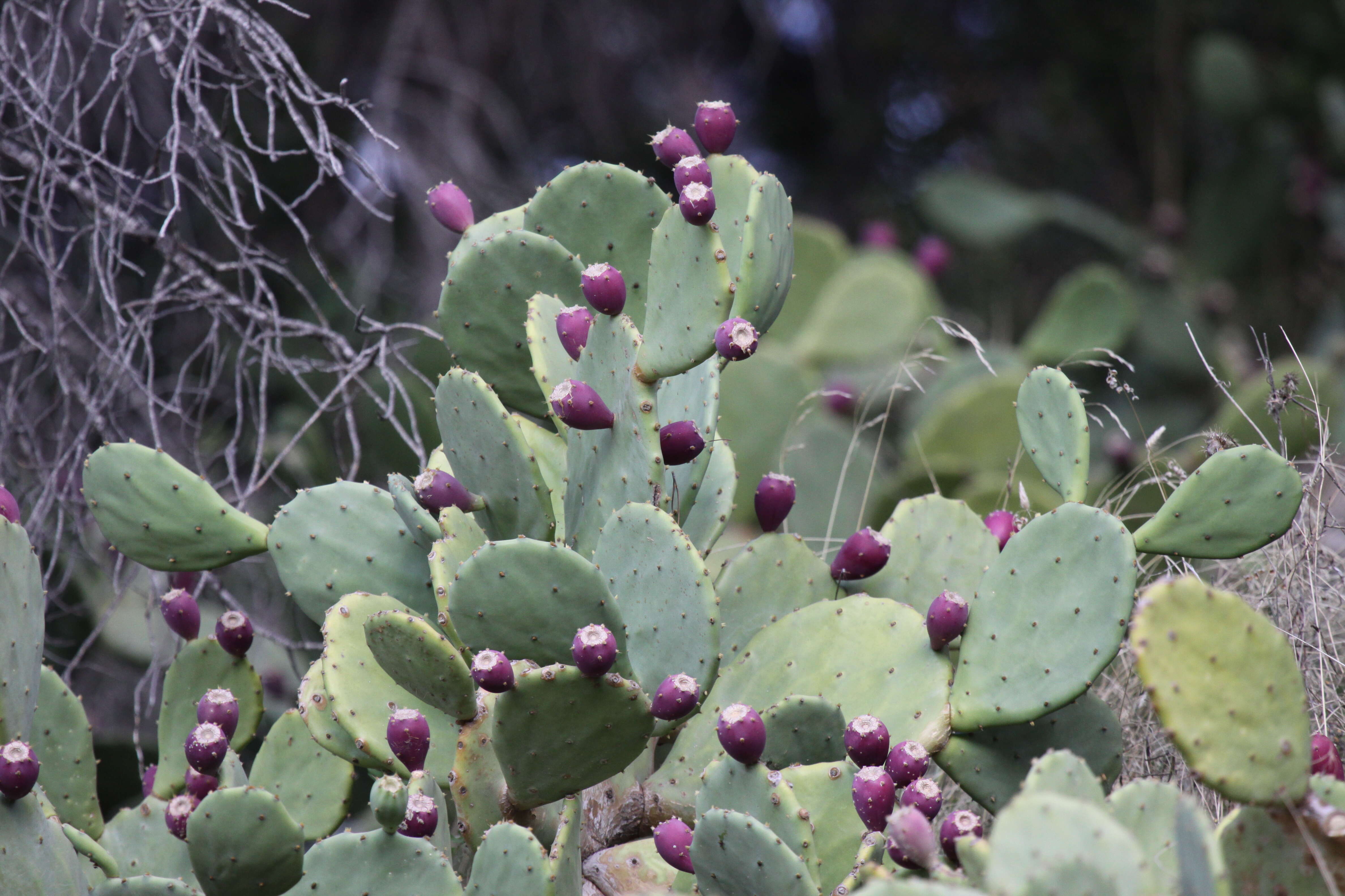 Image of Opuntia dillenii