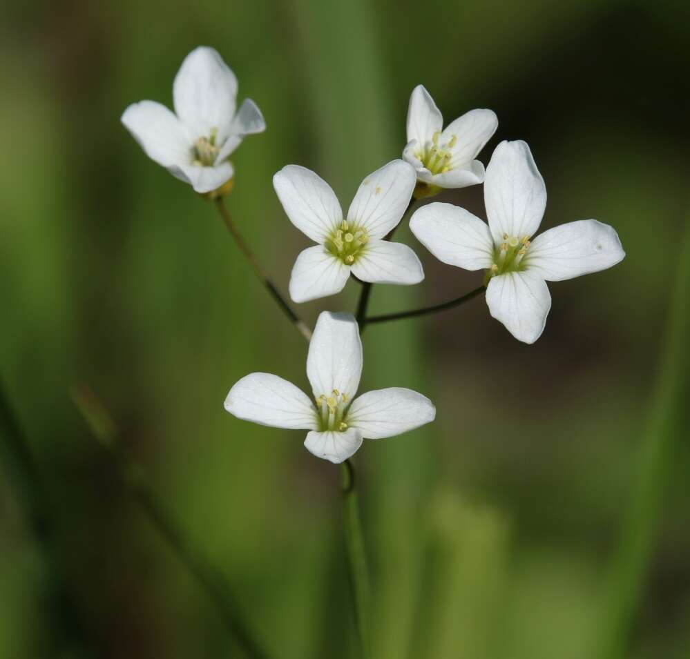 Image of Cardamine pratensis subsp. matthioli (Moretti) Nyman