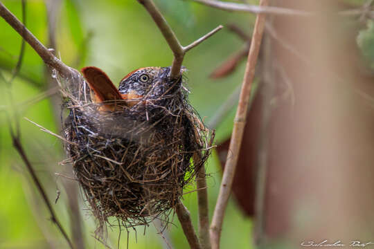 Image of Barred Antshrike