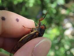 Image of Decula Periodical Cicada