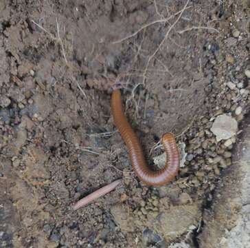 Image of Paectophyllum ferrugineum Enghoff 1995