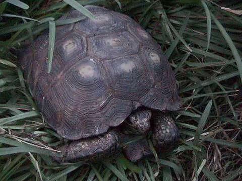 Image of Berlandier's Tortoise