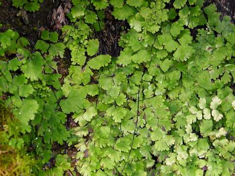 Слика од Adiantum capillus-veneris L.