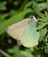 Image of Lotus Hairstreak