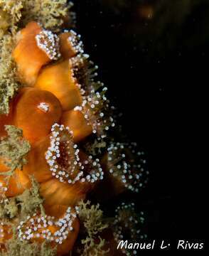 Image of Jewel anemone