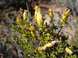 Image of Pteronia empetrifolia DC.