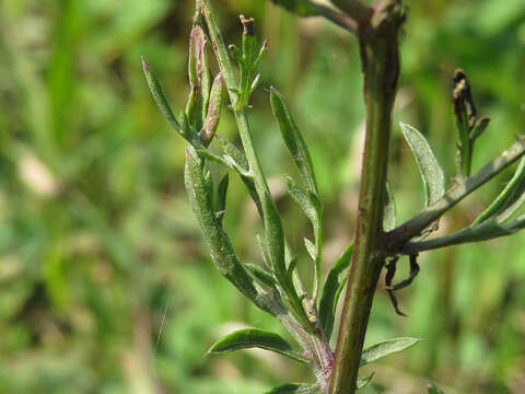 Image of spotted knapweed