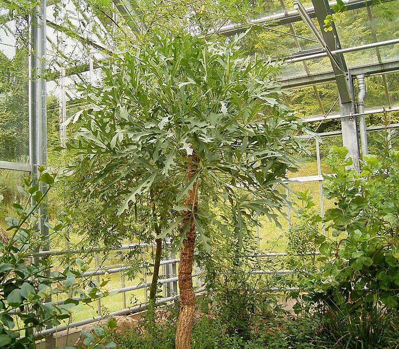 Image of Highveld Cabbage Tree