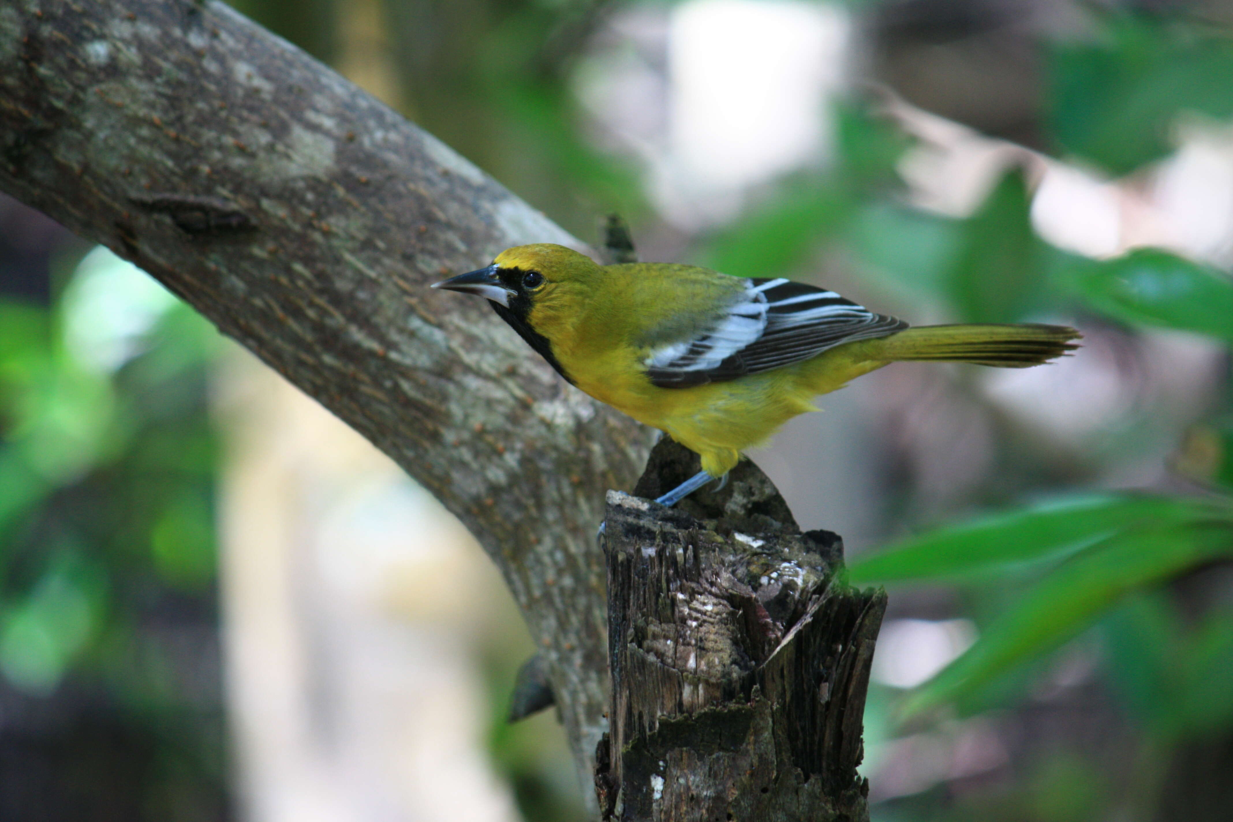 Imagem de Icterus leucopteryx (Wagler 1827)