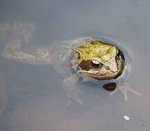 Image of Common frog