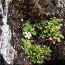 Image of Ourisia fuegiana Skottsb.