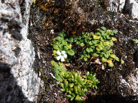 Image de Ourisia fuegiana Skottsb.