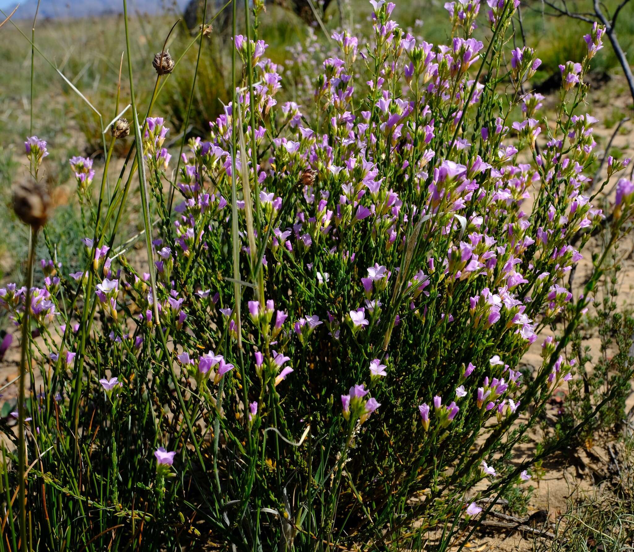 Image of Heliophila dregeana Sond.