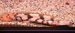 Image of Saddled bichir