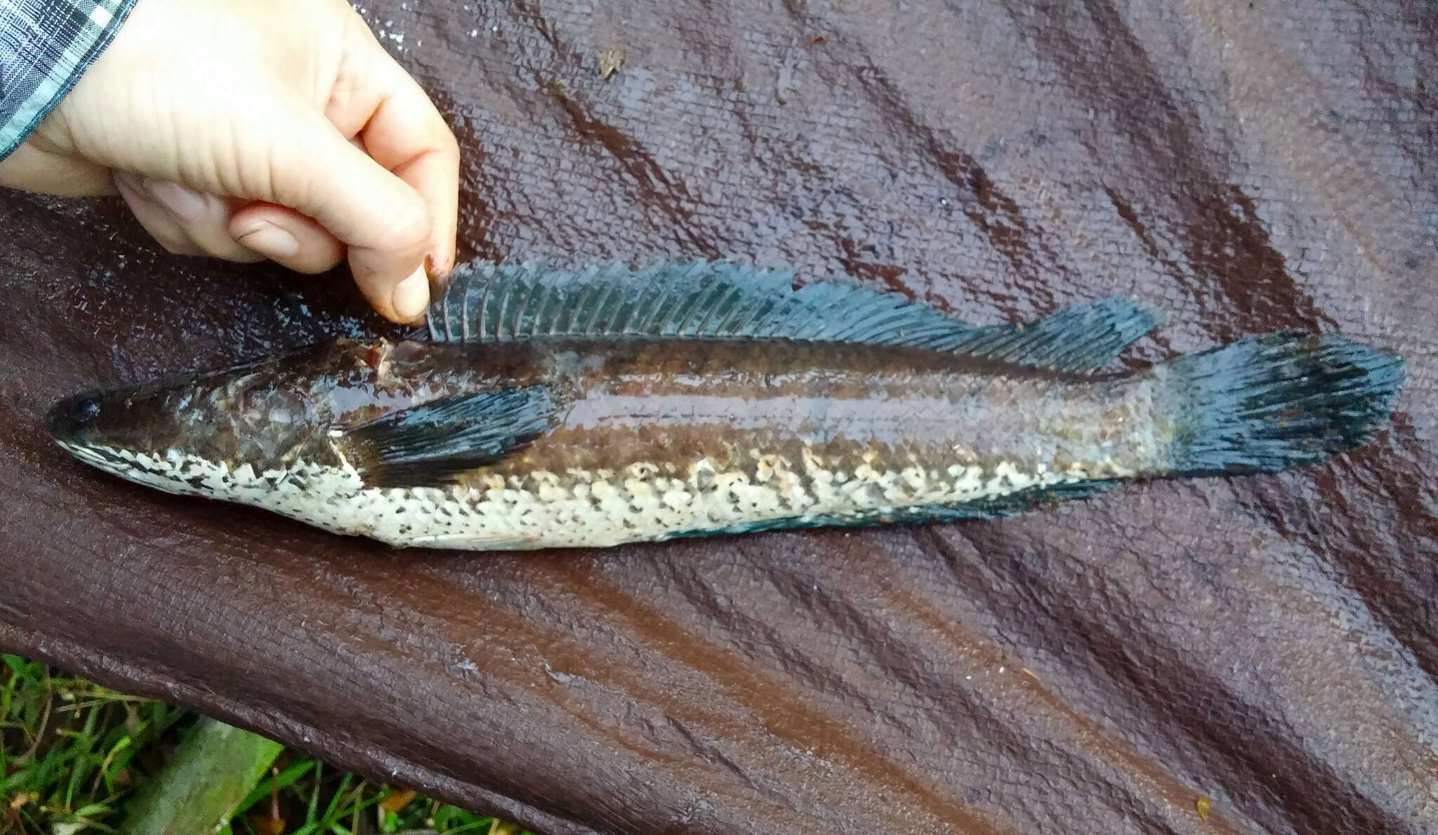 Image of Asian Snakehead