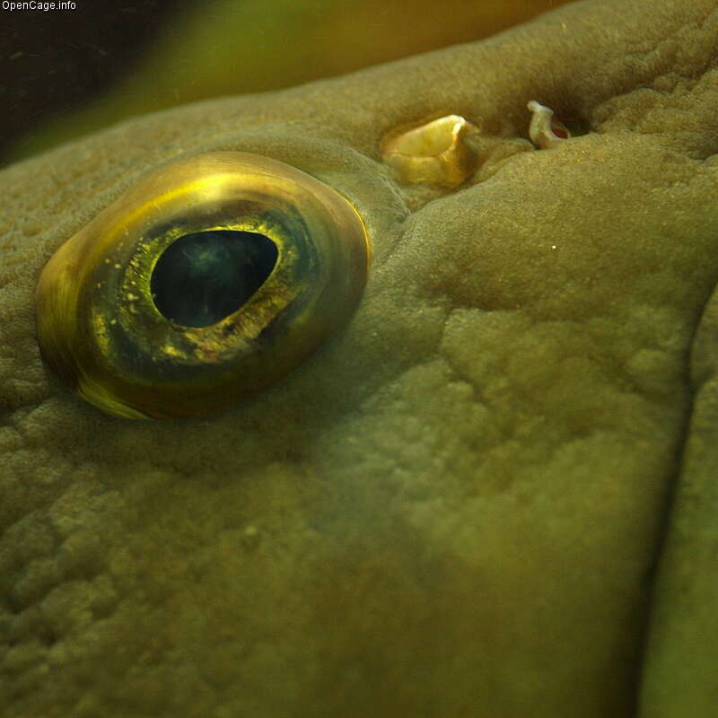 Image of Kelp Grouper