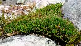 Image of Centella caespitosa Adamson