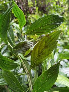 Image of Cornus peruviana J. F. Macbr.