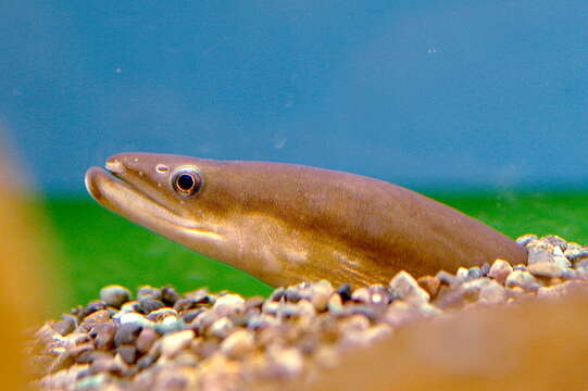 Image of Japanese Eel