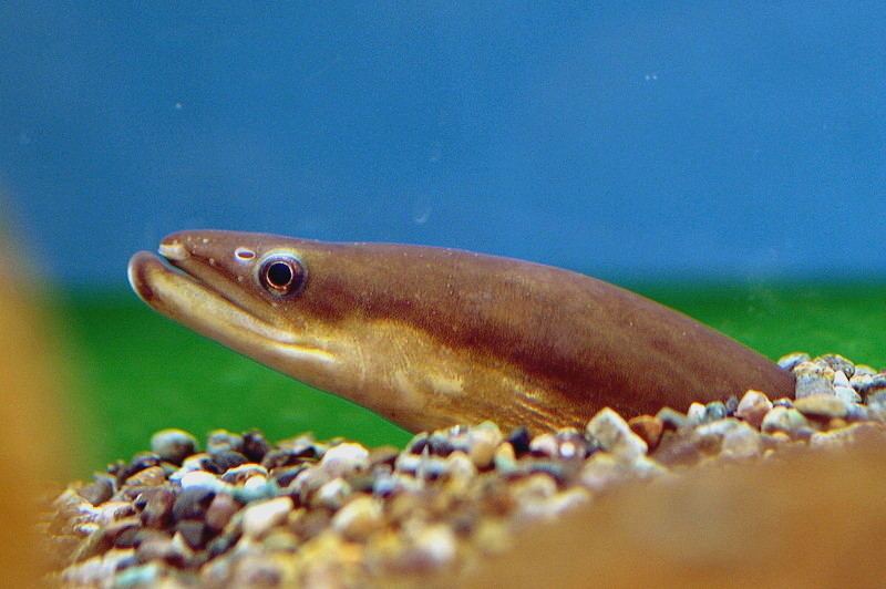 Japanese Eel Encyclopedia Of Life