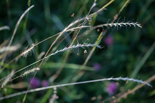 Image of French Oat-grass