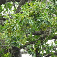 Image of Madhuca longifolia var. longifolia