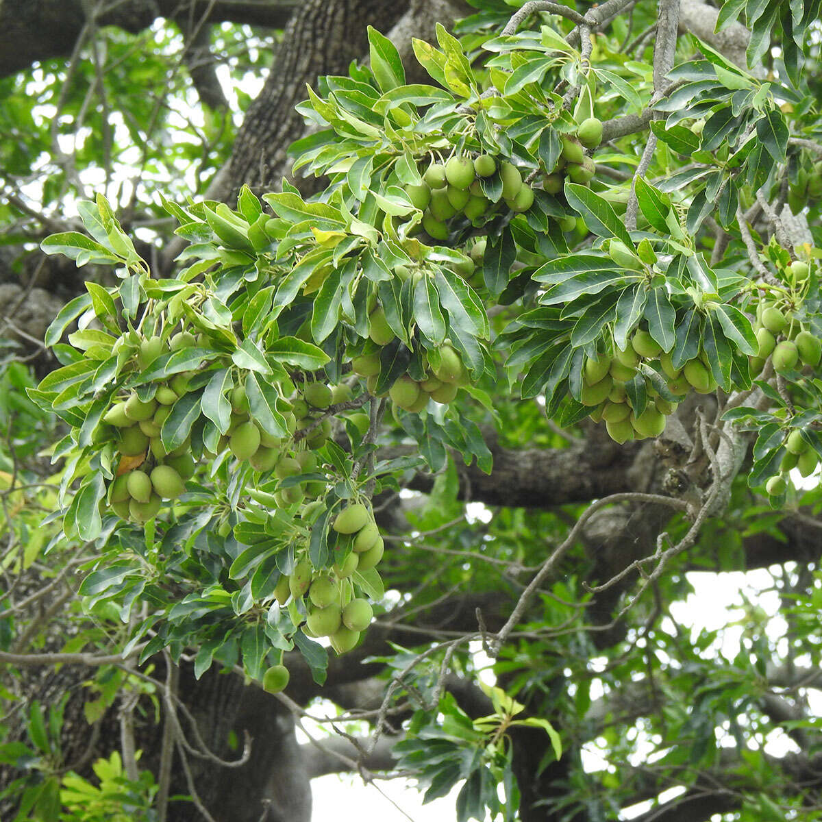 Image of Madhuca longifolia var. longifolia