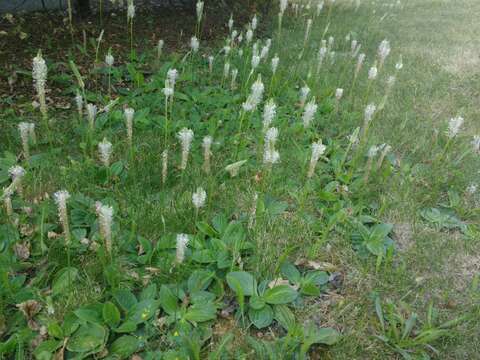 Image of Hoary Plantain