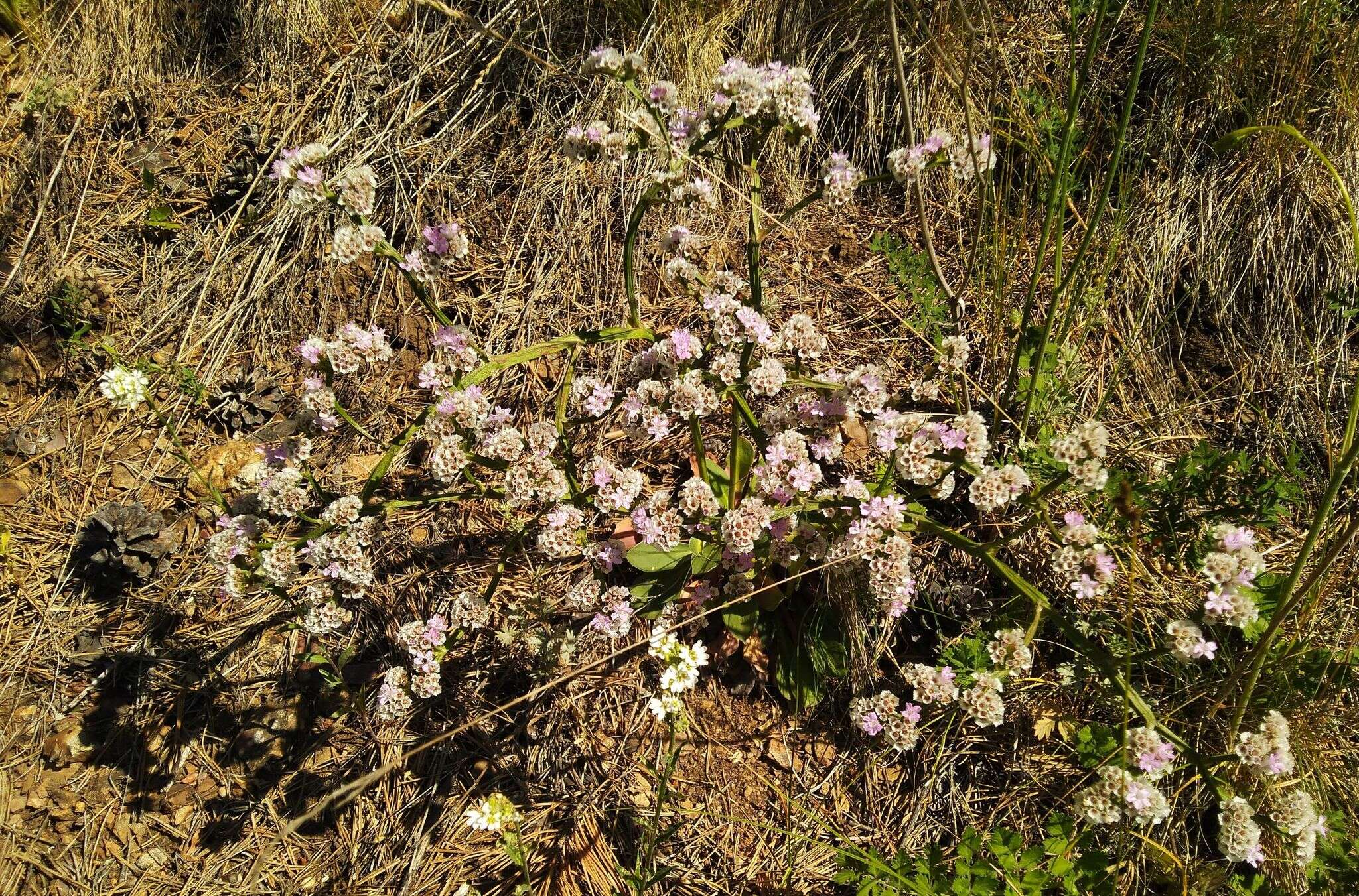 Image of Goniolimon speciosum (L.) Boiss.