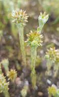 Image of common cottonrose