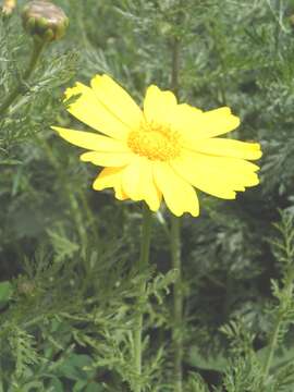 Image of Crown daisy