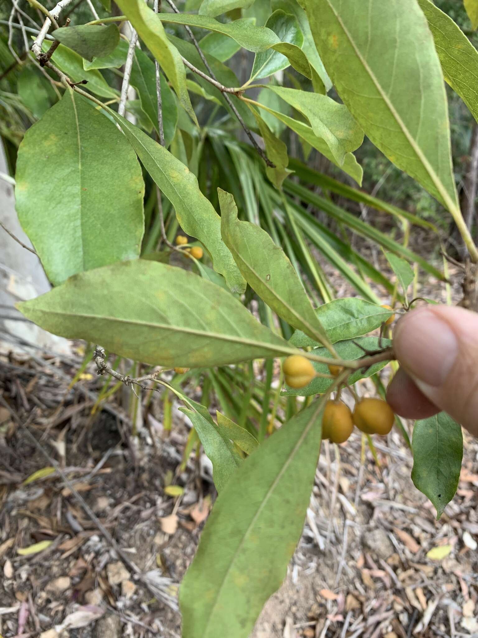 Image of Rusty Pittosporum