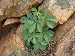 Plancia ëd Cyphostemma lanigerum (Harv.) Descoings ex Wild & R. B. Drumm.