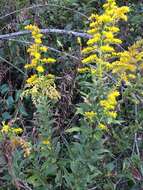 Imagem de Solidago altissima L.