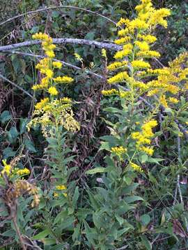 Image of Canada goldenrod