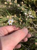 Image of Olearia phlogopappa subsp. serrata Messina